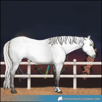 Horse Color:Gray Silver Blue Roan Rabicano 