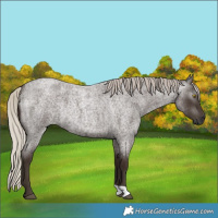 Horse Color:Gray Silver Blue Roan Rabicano