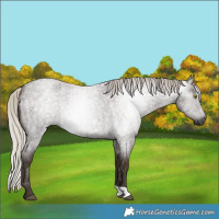 Horse Color:Gray Silver Blue Roan Rabicano 