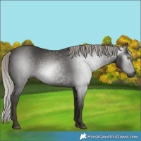 Horse Color:Gray Silver Black