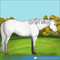 Horse Color:Gray Silver Black 