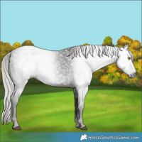 Horse Color:Gray Silver Black 