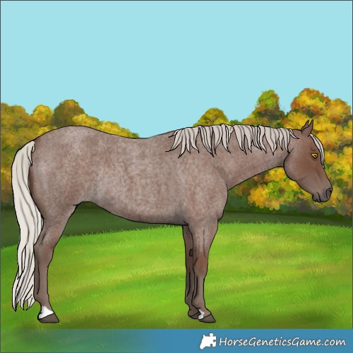 Horse Color:Silver Blue Roan Rabicano 