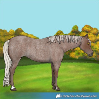 Horse Color:Silver Blue Roan Rabicano