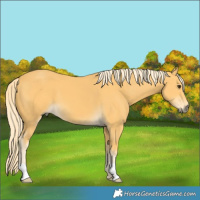 Horse Color:Palomino 