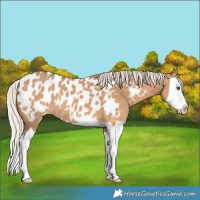 Horse Color:Silver Bay Dun Splash Blanket 