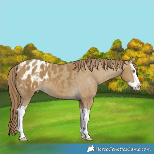 Horse Color:Classic Cream Champagne Splash Appaloosa 