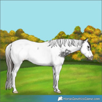Horse Color:Smoky Blue Roan Splash Tobiano Frame Appaloosa 