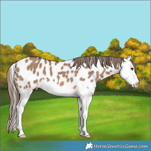 Horse Color:Brown Dun Splash Appaloosa 