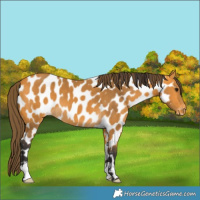 Horse Color:Buckskin Near Leopard 