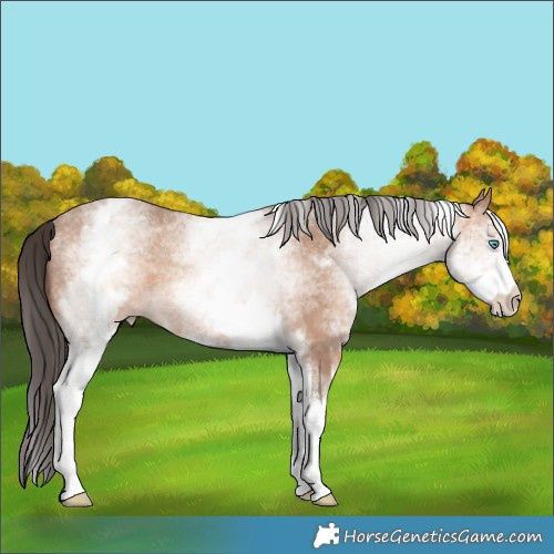 Horse Color:White Spotted Sable Champagne Rabicano