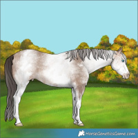 Horse Color:White Spotted Sable Champagne Rabicano 