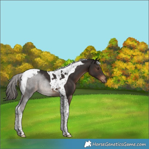 Horse Color:Liver Chestnut Tobiano Rabicano 