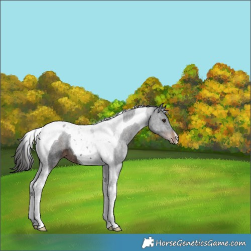 Horse Color:Liver Chestnut Tobiano Rabicano 