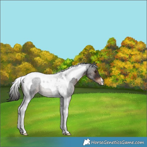 Horse Color:Liver Chestnut Tobiano Rabicano 