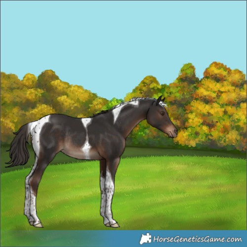 Horse Color:Liver Chestnut Tobiano Rabicano 