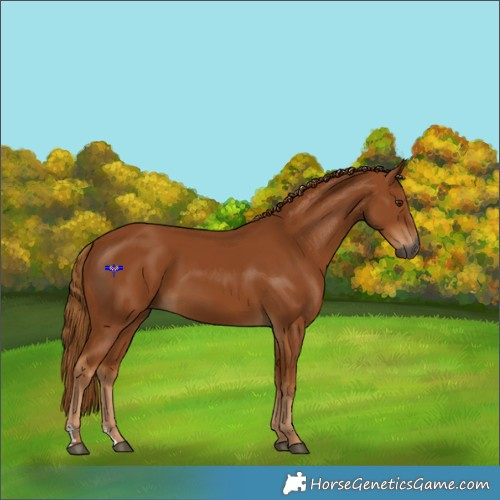 Horse Color:Gray Chestnut 