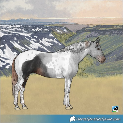 Horse Color:Liver Chestnut Tobiano Rabicano 