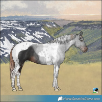 Horse Color:Liver Chestnut Tobiano Rabicano 