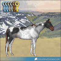 Horse Color:Liver Chestnut Tobiano Rabicano