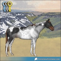 Horse Color:Liver Chestnut Tobiano Rabicano