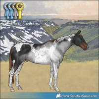 Horse Color:Liver Chestnut Tobiano Rabicano