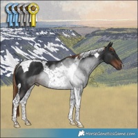 Horse Color:Liver Chestnut Tobiano Rabicano