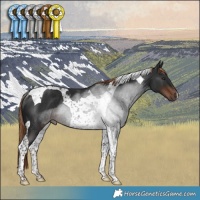 Horse Color:Liver Chestnut Tobiano Rabicano 