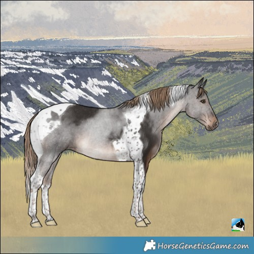 Horse Color:Liver Chestnut Tobiano Rabicano 