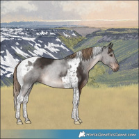 Horse Color:Liver Chestnut Tobiano Rabicano 