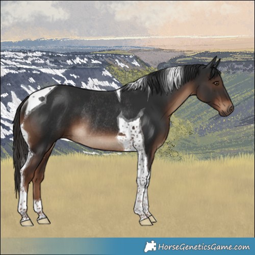 Horse Color:Liver Chestnut Tobiano Rabicano 
