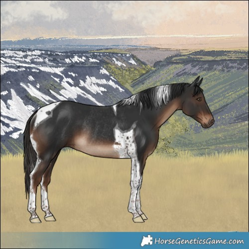 Horse Color:Liver Chestnut Tobiano Rabicano 