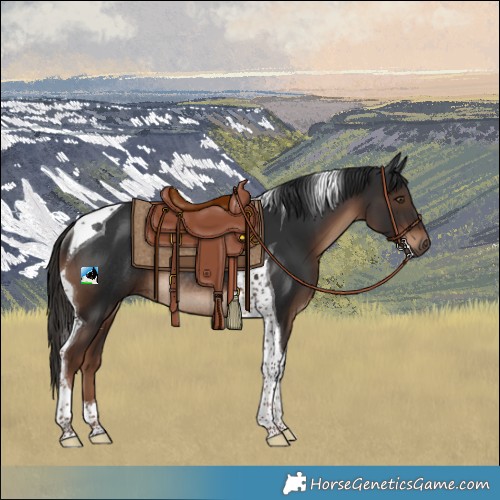 Horse Color:Liver Chestnut Tobiano Rabicano