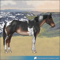 Horse Color:Liver Chestnut Tobiano Rabicano