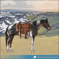 Horse Color:Liver Chestnut Tobiano Rabicano 