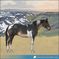 Horse Color:Liver Chestnut Tobiano Rabicano