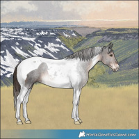 Horse Color:Liver Chestnut Tobiano Rabicano 