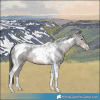 Horse Color:Liver Chestnut Tobiano Rabicano