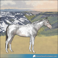 Horse Color:Liver Chestnut Tobiano Rabicano
