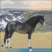 Horse Color:Black Splash Rabicano