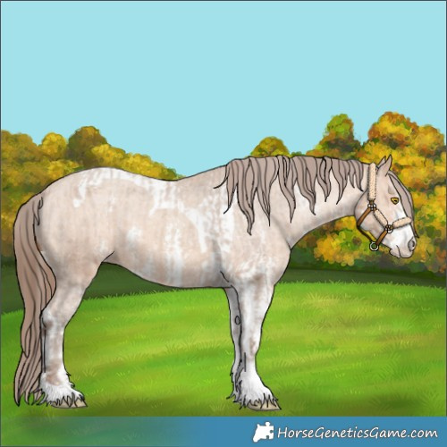 Horse Color:Amber Champagne Sabino Tobiano Appaloosa  and Amber Champagne Sabino Tobiano Appaloosa 