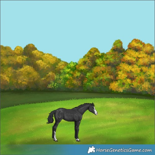 Horse Color:Black Sabino 