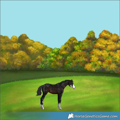 Horse Color:Brown Ice Sabino 