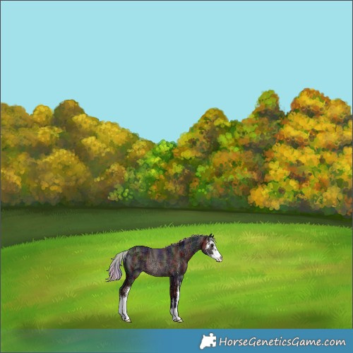 Horse Color:Nacre Silver Black Ice Sabino Rabicano 