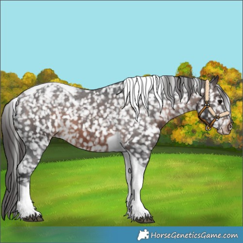 Horse Color:Brown Tobiano Appaloosa 