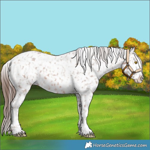 Horse Color:Amber Champagne Tobiano Snowflake Varnish