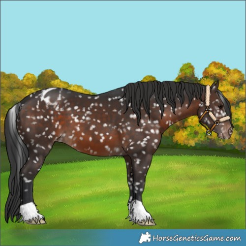 Horse Color:Brown Appaloosa 