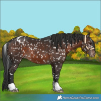 Horse Color:Brown Blanket 