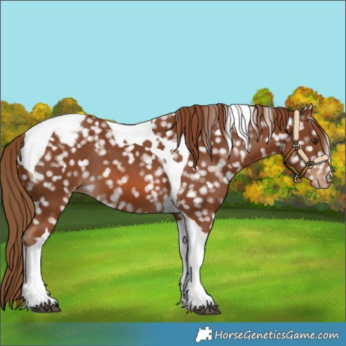 Horse Color:Chestnut Tobiano Snowcap 