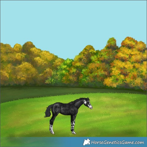Horse Color:Black Ice Sabino 